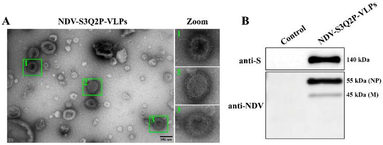 https://cdn.ncbi.nlm.nih.gov/pmc/blobs/d5bb/11680274/7675c7c4b55d/viruses-16-01932-g002.jpg