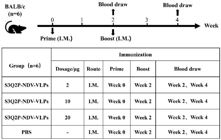 https://cdn.ncbi.nlm.nih.gov/pmc/blobs/d5bb/11680274/d5075428414c/viruses-16-01932-g004.jpg