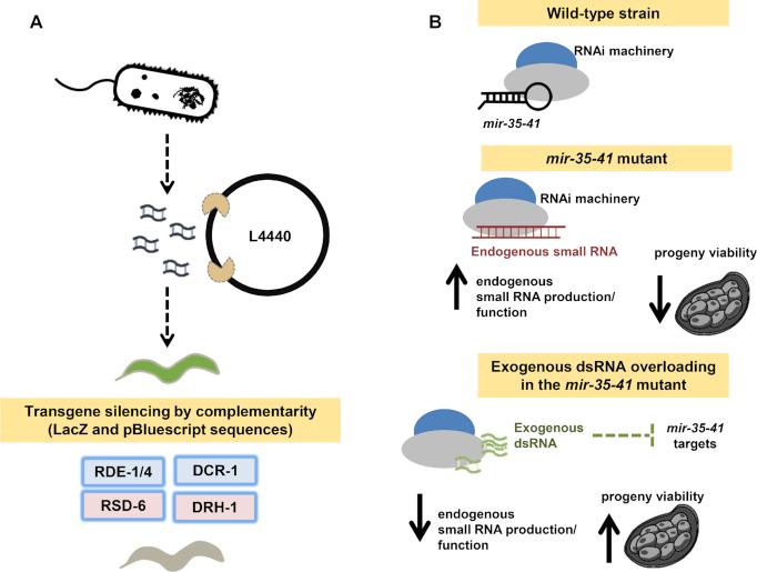 https://cdn.ncbi.nlm.nih.gov/pmc/blobs/d5c0/6486631/a52723d60bda/gkz154fig6.jpg