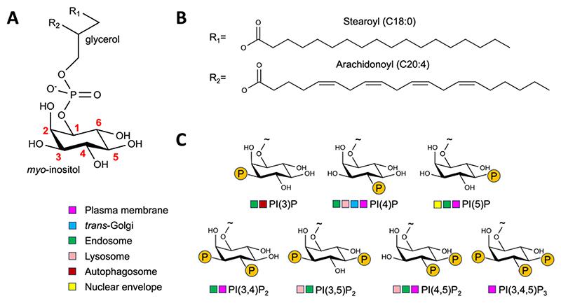 https://cdn.ncbi.nlm.nih.gov/pmc/blobs/d5c0/7617384/1e2258771d3b/EMS202886-f001.jpg
