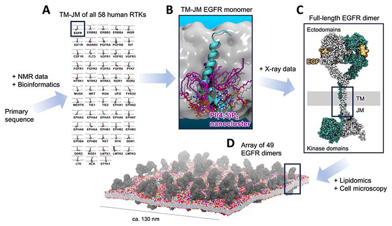 https://cdn.ncbi.nlm.nih.gov/pmc/blobs/d5c0/7617384/76440d3a7d22/EMS202886-f008.jpg
