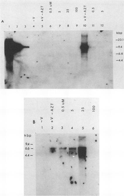 https://cdn.ncbi.nlm.nih.gov/pmc/blobs/d5c1/255991/ecb15f2179b1/jvirol00103-0133-a.jpg