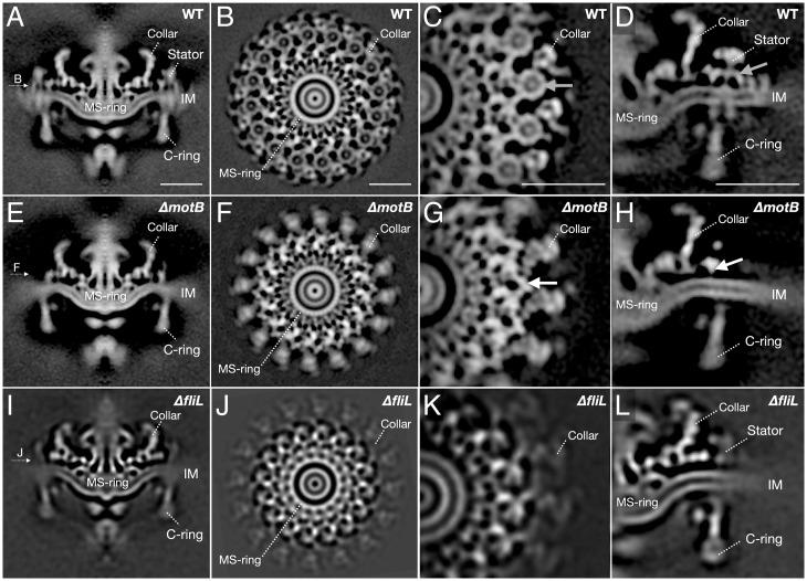 https://cdn.ncbi.nlm.nih.gov/pmc/blobs/d5c2/8931381/3071b66ebfc8/pnas.2117245119fig01.jpg