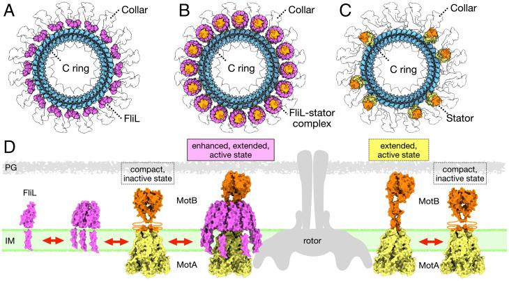 https://cdn.ncbi.nlm.nih.gov/pmc/blobs/d5c2/8931381/5b51137df0a9/pnas.2117245119fig05.jpg