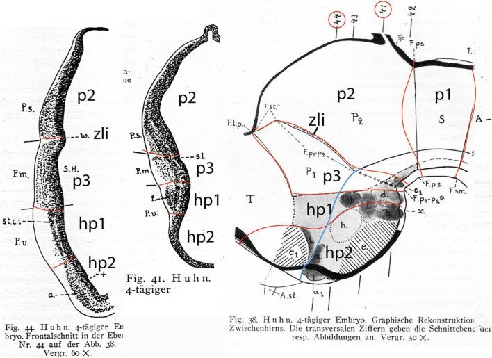 https://cdn.ncbi.nlm.nih.gov/pmc/blobs/d5c3/8740198/23eb7d187f51/fnana-15-787913-g005.jpg