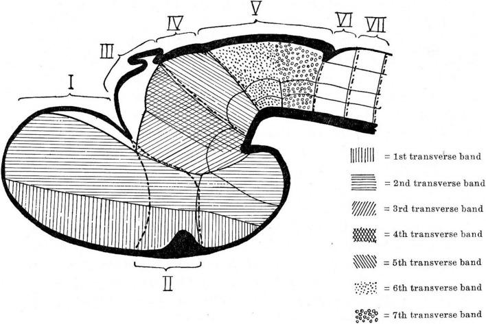 https://cdn.ncbi.nlm.nih.gov/pmc/blobs/d5c3/8740198/4b72bc32fd03/fnana-15-787913-g001.jpg