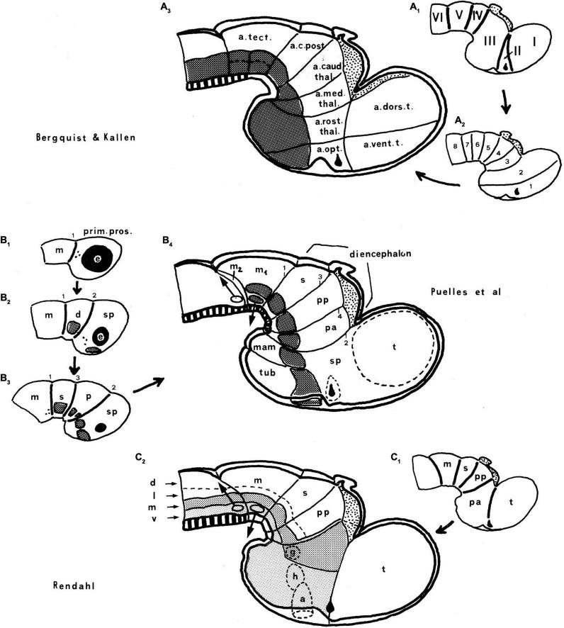 https://cdn.ncbi.nlm.nih.gov/pmc/blobs/d5c3/8740198/a6ab13762250/fnana-15-787913-g006.jpg