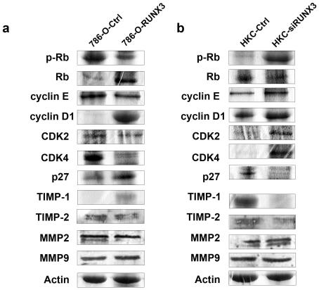 https://cdn.ncbi.nlm.nih.gov/pmc/blobs/d5c4/3310845/50b7e11ce9f8/pone.0032961.g004.jpg