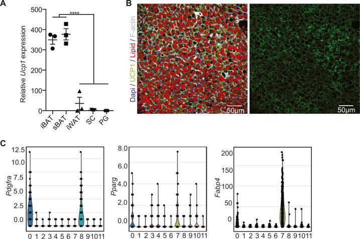 https://cdn.ncbi.nlm.nih.gov/pmc/blobs/d5c5/7723269/9d5d6ea1e810/LSA-2020-00924_FigS1.jpg