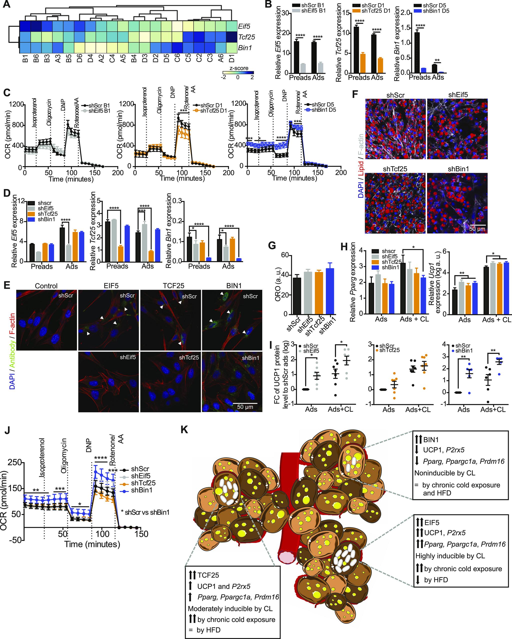 https://cdn.ncbi.nlm.nih.gov/pmc/blobs/d5c5/7723269/c32628d8d4c9/LSA-2020-00924_Fig7.jpg