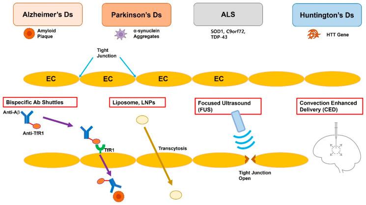 https://cdn.ncbi.nlm.nih.gov/pmc/blobs/d5c7/12388969/aae6651e2111/pharmaceutics-17-01041-g001.jpg