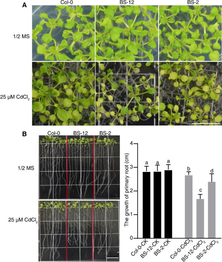 https://cdn.ncbi.nlm.nih.gov/pmc/blobs/d5c9/10759419/d7e2c5401da7/12870_2023_4660_Fig8_HTML.jpg