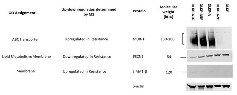 https://cdn.ncbi.nlm.nih.gov/pmc/blobs/d5cb/9599763/4131c4727c54/biomolecules-12-01401-g007.jpg