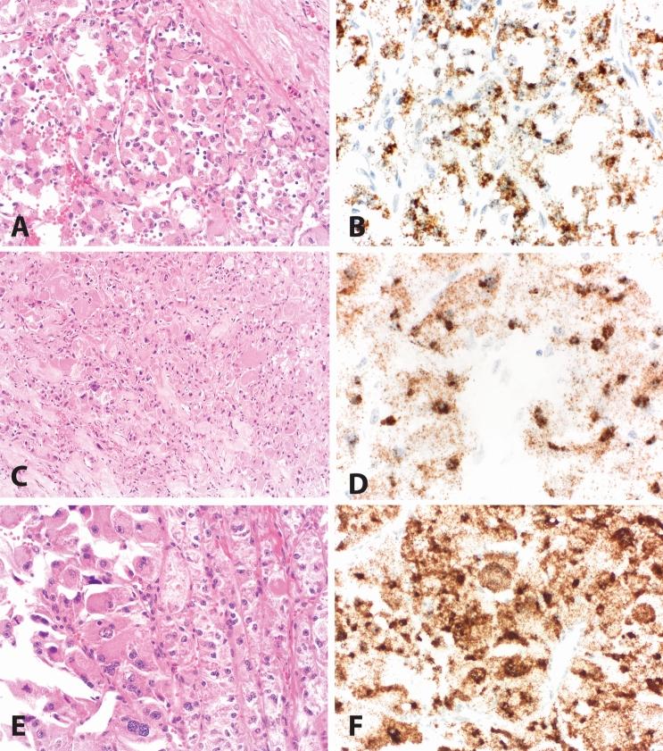https://cdn.ncbi.nlm.nih.gov/pmc/blobs/d5d4/10891236/2974984f8058/12032_2024_2305_Fig1_HTML.jpg