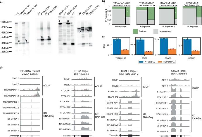 https://cdn.ncbi.nlm.nih.gov/pmc/blobs/d5da/11392807/9bc0cd7cd018/41587_2023_2014_Fig10_ESM.jpg