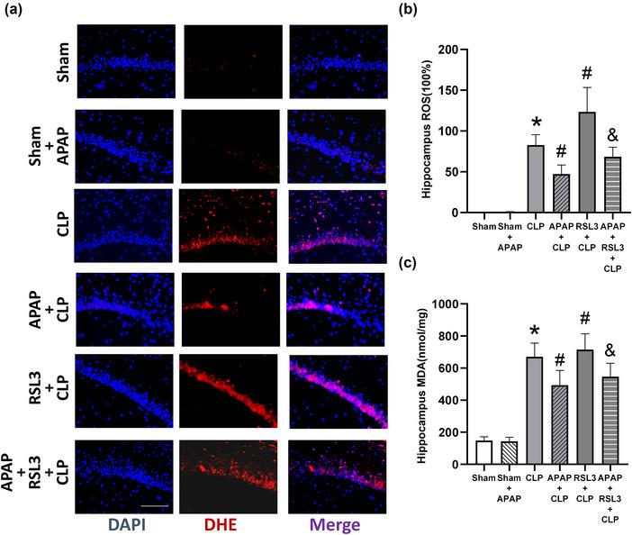 https://cdn.ncbi.nlm.nih.gov/pmc/blobs/d5df/10454284/10a17f428aa6/BRB3-13-e3145-g001.jpg