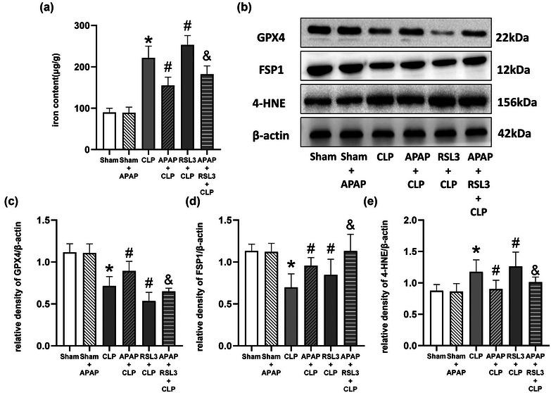 https://cdn.ncbi.nlm.nih.gov/pmc/blobs/d5df/10454284/125c8f2c929a/BRB3-13-e3145-g009.jpg