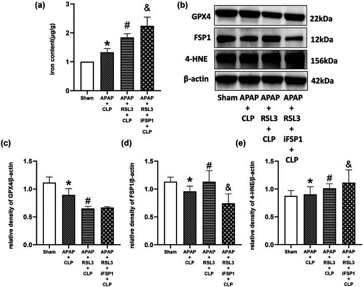 https://cdn.ncbi.nlm.nih.gov/pmc/blobs/d5df/10454284/12ba265b6b60/BRB3-13-e3145-g004.jpg