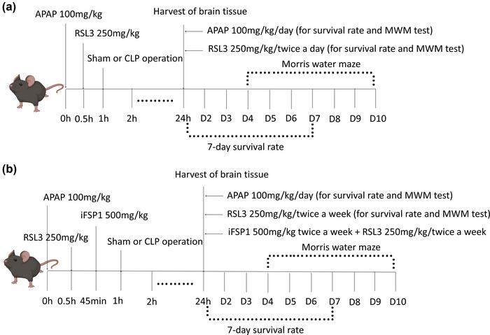 https://cdn.ncbi.nlm.nih.gov/pmc/blobs/d5df/10454284/1b75e57856d8/BRB3-13-e3145-g003.jpg