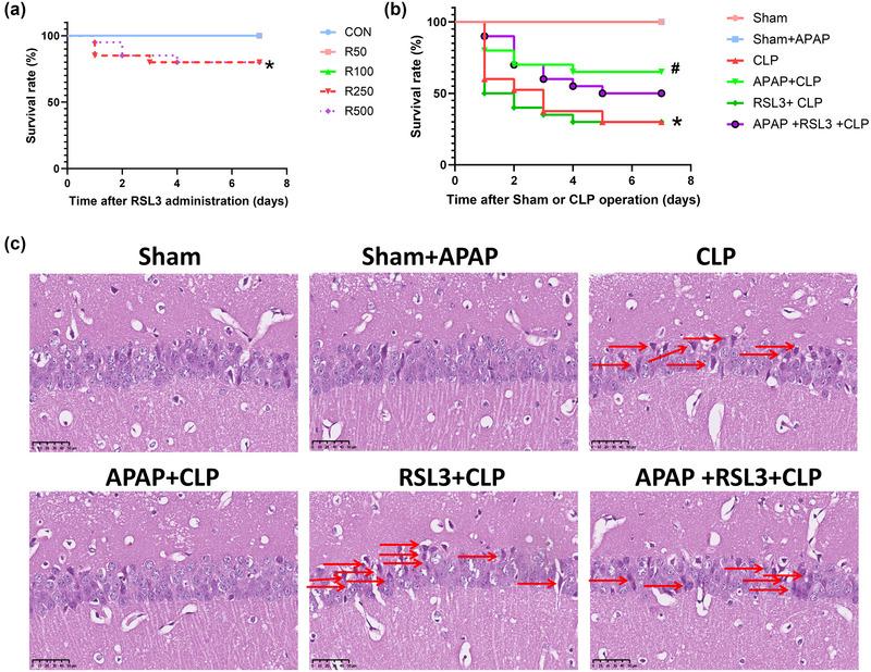 https://cdn.ncbi.nlm.nih.gov/pmc/blobs/d5df/10454284/54286c4b1ebb/BRB3-13-e3145-g006.jpg