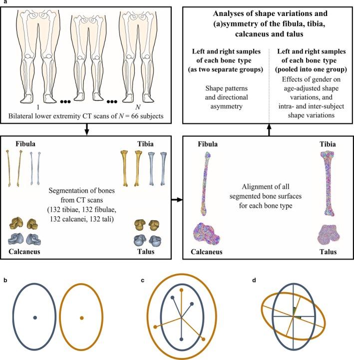 https://cdn.ncbi.nlm.nih.gov/pmc/blobs/d5e1/6284442/ffe0792107c8/JOA-234-132-g001.jpg