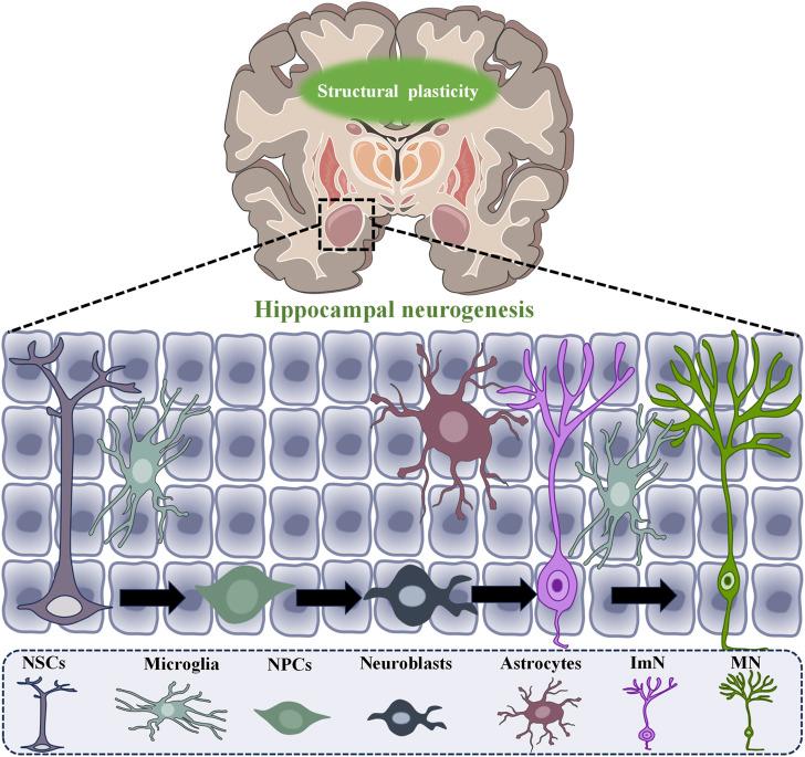 https://cdn.ncbi.nlm.nih.gov/pmc/blobs/d5e3/11381291/84bb459e68e0/fphar-15-1426769-g001.jpg