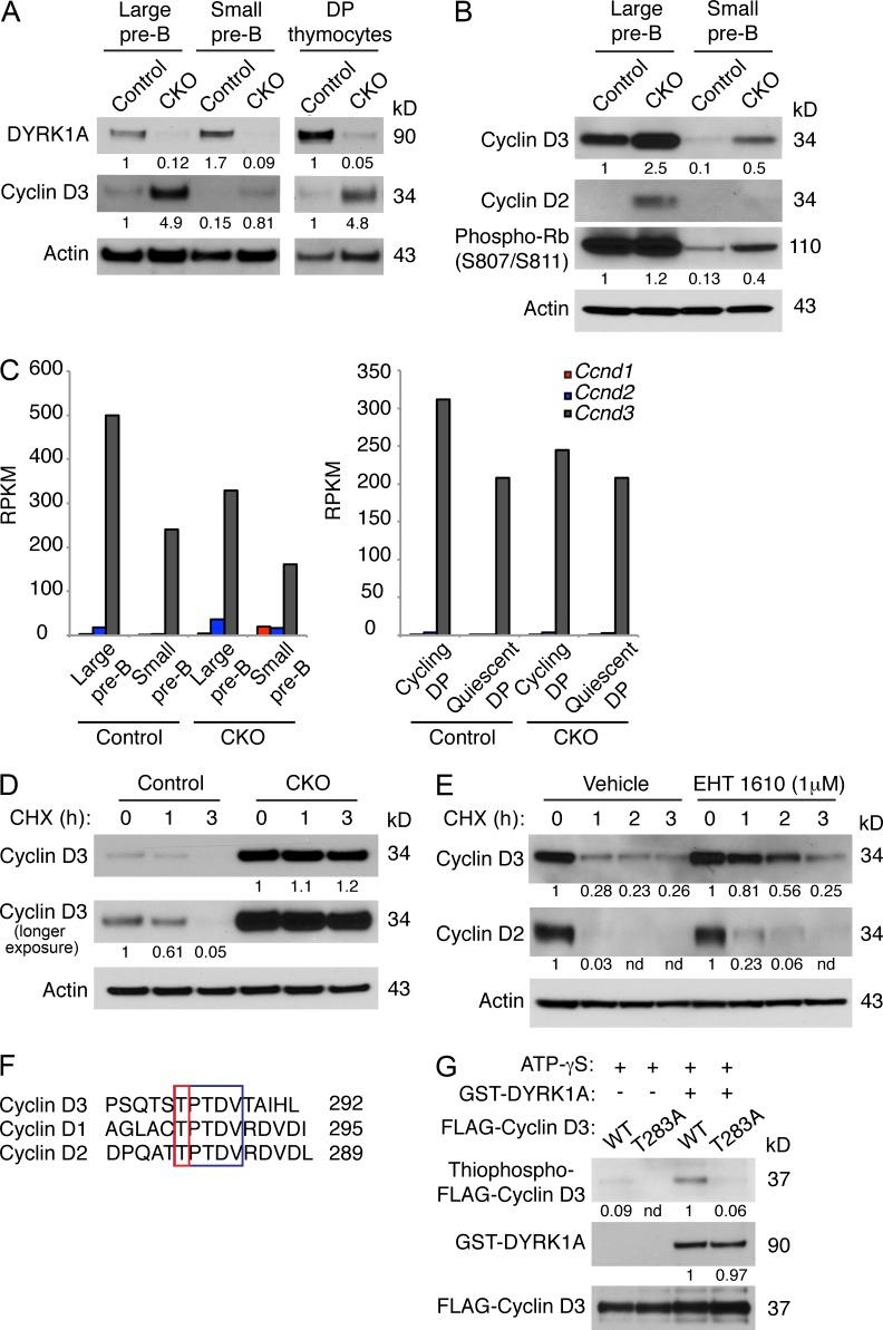 https://cdn.ncbi.nlm.nih.gov/pmc/blobs/d5e6/4451127/6a8c6415073b/JEM_20150002_Fig8.jpg