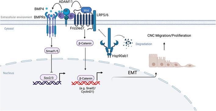 https://cdn.ncbi.nlm.nih.gov/pmc/blobs/d5e9/10520719/2ba35521df0b/fcell-11-1271178-g011.jpg