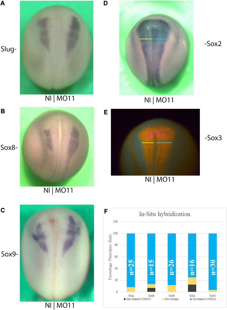 https://cdn.ncbi.nlm.nih.gov/pmc/blobs/d5e9/10520719/c2b6d7ade378/fcell-11-1271178-g003.jpg