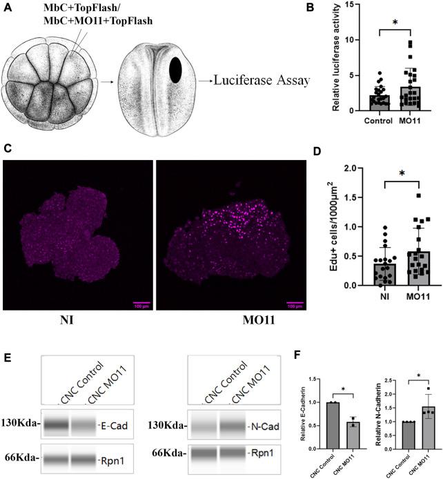 https://cdn.ncbi.nlm.nih.gov/pmc/blobs/d5e9/10520719/ce03e6c2227d/fcell-11-1271178-g005.jpg