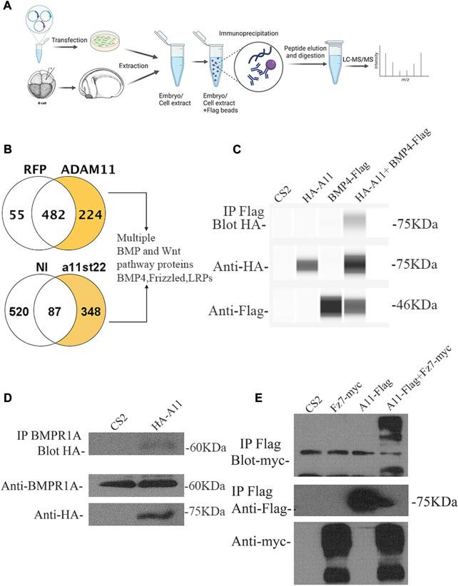https://cdn.ncbi.nlm.nih.gov/pmc/blobs/d5e9/10520719/fbcc1d53f25c/fcell-11-1271178-g006.jpg
