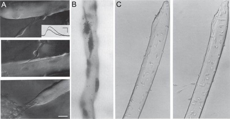 https://cdn.ncbi.nlm.nih.gov/pmc/blobs/d5eb/8673500/b498477dd0d8/jnd-8-jnd210705-g001.jpg