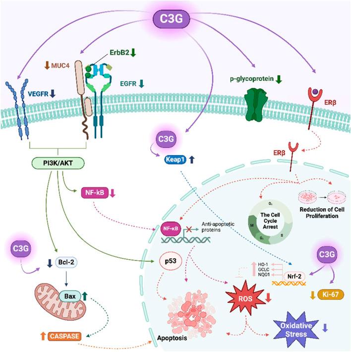 https://cdn.ncbi.nlm.nih.gov/pmc/blobs/d5ec/12311473/5b86c8ef3436/fphar-16-1599688-g001.jpg