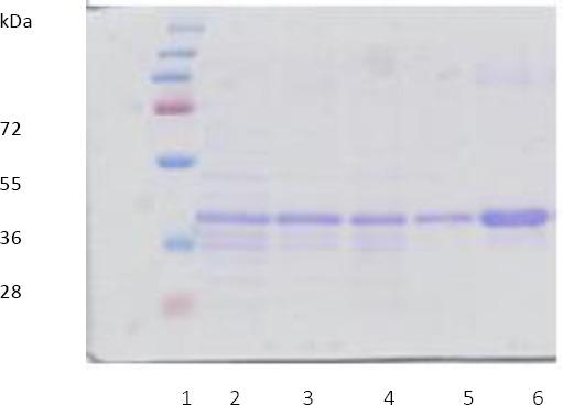 https://cdn.ncbi.nlm.nih.gov/pmc/blobs/d5ed/5569598/181dbf64f5ef/IJBMS-20-791-g005.jpg