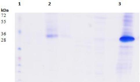 https://cdn.ncbi.nlm.nih.gov/pmc/blobs/d5ed/5569598/d8f441e57e49/IJBMS-20-791-g004.jpg