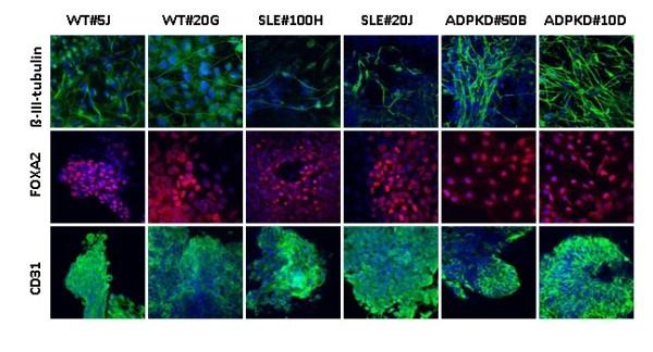 https://cdn.ncbi.nlm.nih.gov/pmc/blobs/d5f6/3340557/da897e6ee4ac/scrt89-3.jpg