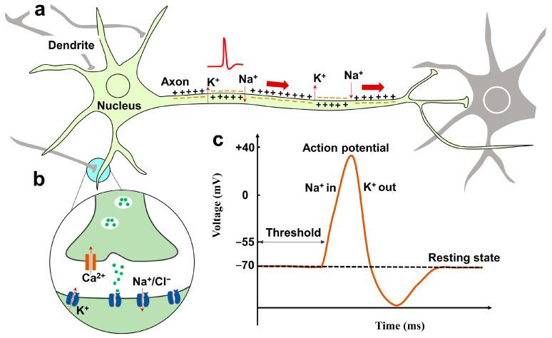 https://cdn.ncbi.nlm.nih.gov/pmc/blobs/d5fb/11013937/17de01d3a2e4/nanomaterials-14-00584-g001.jpg