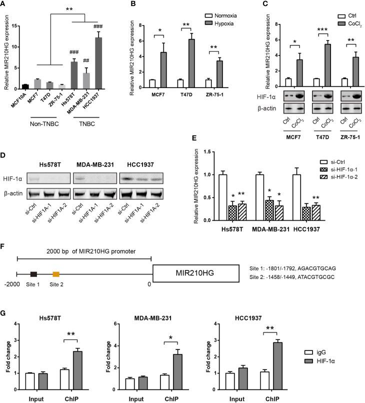 https://cdn.ncbi.nlm.nih.gov/pmc/blobs/d5fd/7774020/aa1e1886d491/fonc-10-580176-g002.jpg