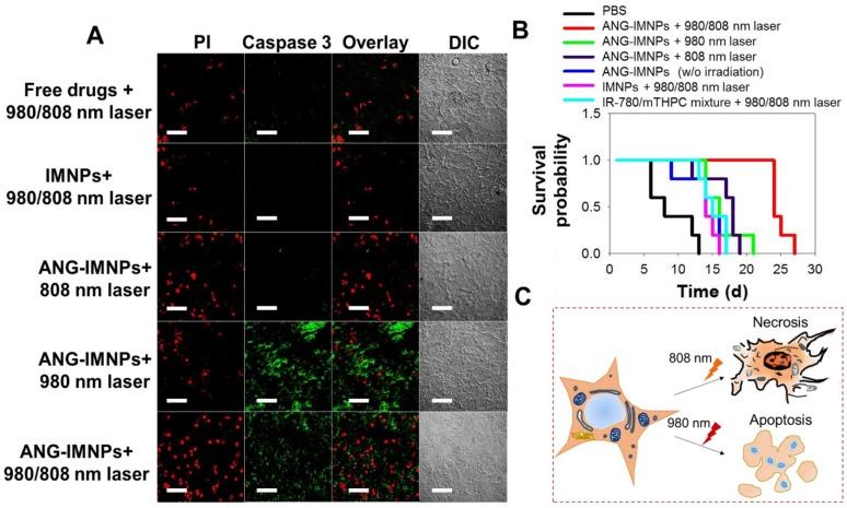 https://cdn.ncbi.nlm.nih.gov/pmc/blobs/d5fe/5835948/78308ca790f9/thnov08p1435g007.jpg