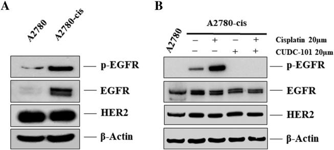 https://cdn.ncbi.nlm.nih.gov/pmc/blobs/d600/6034569/6f0d65240e1e/gr6.jpg