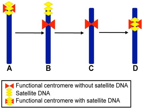 https://cdn.ncbi.nlm.nih.gov/pmc/blobs/d601/2820525/0a4a38944532/pgen.1000845.g004.jpg
