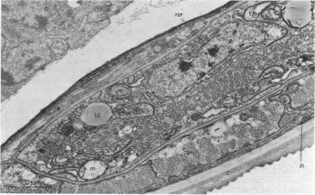 https://cdn.ncbi.nlm.nih.gov/pmc/blobs/d60b/1444965/2dd716bd63bd/immunology00300-0021-a.jpg