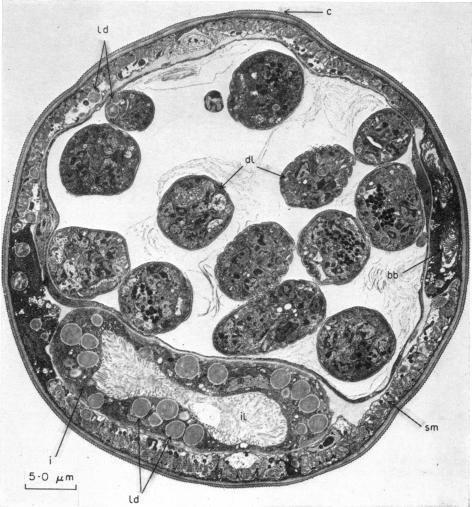 https://cdn.ncbi.nlm.nih.gov/pmc/blobs/d60b/1444965/8c3e4806c3fe/immunology00300-0024-a.jpg