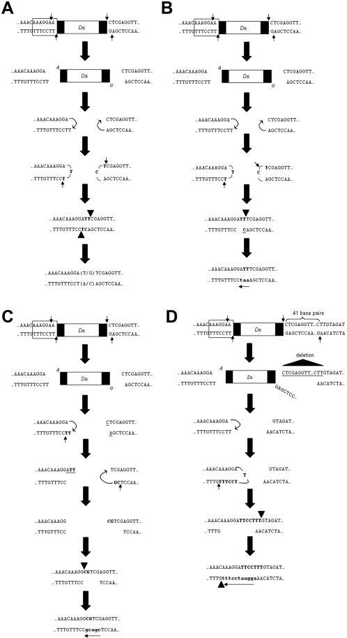 https://cdn.ncbi.nlm.nih.gov/pmc/blobs/d60c/1978519/168f37dd4f86/pone.0000965.g003.jpg