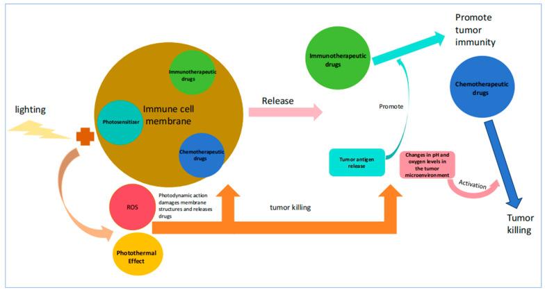 https://cdn.ncbi.nlm.nih.gov/pmc/blobs/d60d/12030688/177ad97d807c/pharmaceutics-17-00481-g005.jpg