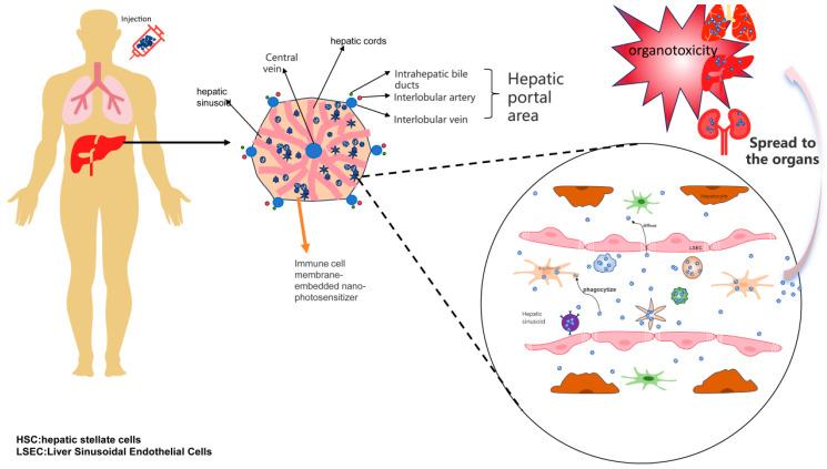 https://cdn.ncbi.nlm.nih.gov/pmc/blobs/d60d/12030688/de0fa407777f/pharmaceutics-17-00481-g004.jpg