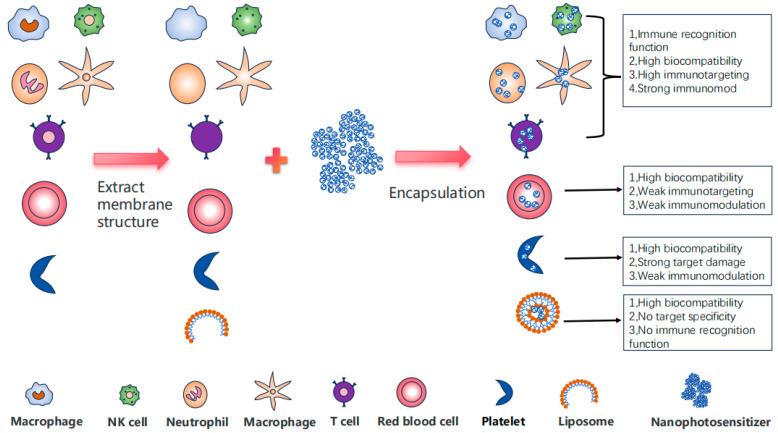 https://cdn.ncbi.nlm.nih.gov/pmc/blobs/d60d/12030688/fed4b8f9299c/pharmaceutics-17-00481-g002.jpg