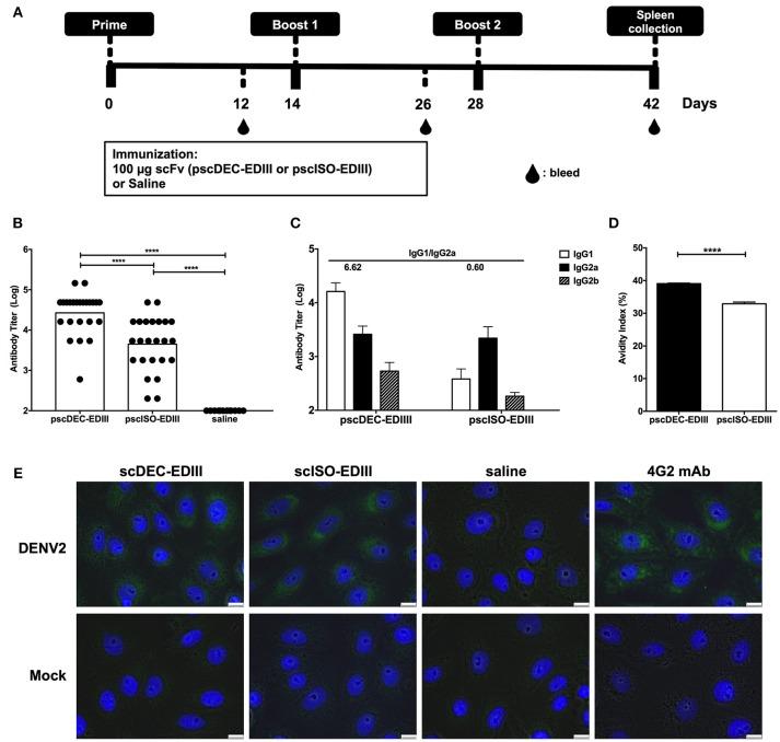 https://cdn.ncbi.nlm.nih.gov/pmc/blobs/d60d/6362411/a94434b5f0cb/fimmu-10-00059-g0002.jpg