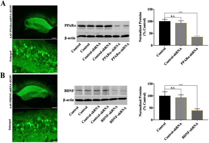https://cdn.ncbi.nlm.nih.gov/pmc/blobs/d60e/12075530/8292dcf81572/fphar-16-1595341-g005.jpg