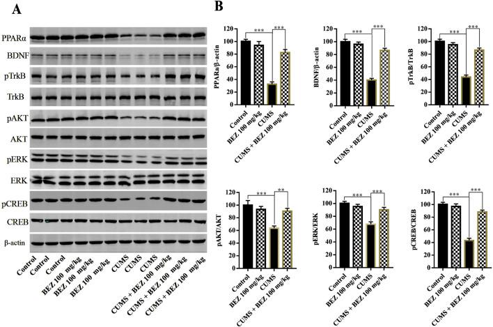 https://cdn.ncbi.nlm.nih.gov/pmc/blobs/d60e/12075530/b0ace9cf7710/fphar-16-1595341-g002.jpg